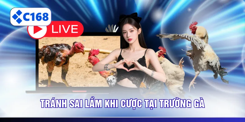 Tránh sai lầm khi cược tại trường gà